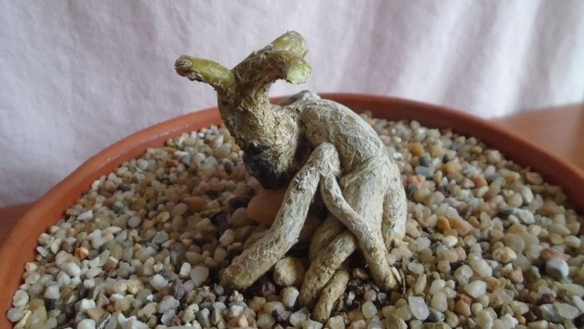 Trichodiadema densum - Caudiciforme - pachycaule si bulboase 2021