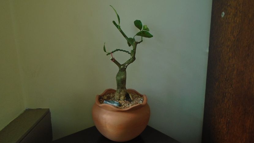 Citrus x floridana (Limequat) - Bonsai si prebonsai 2020-2023