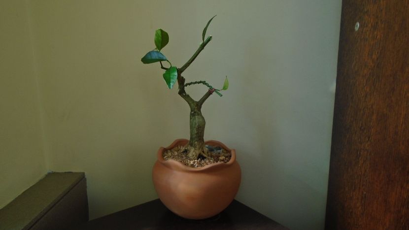 Citrus x floridana (Limequat) - Bonsai si prebonsai 2020-2023