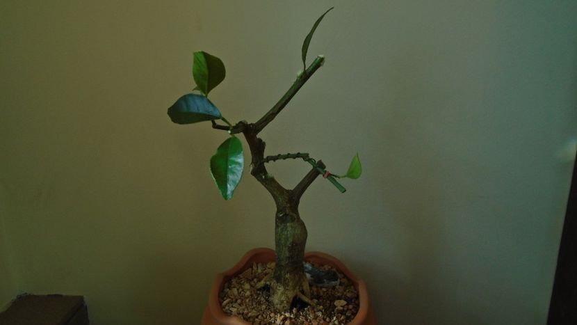 Citrus x floridana (Limequat) - Bonsai si prebonsai 2020-2023