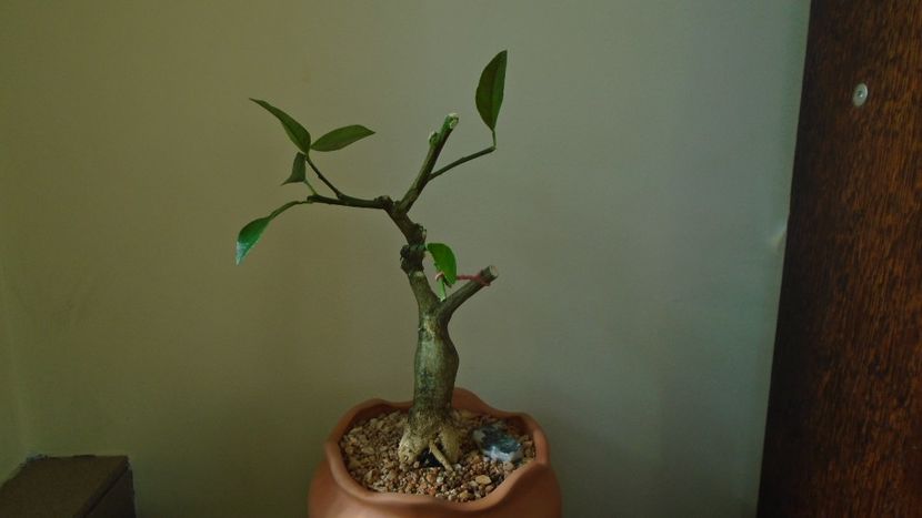 Citrus x floridana (Limequat) - Bonsai si prebonsai 2020-2023