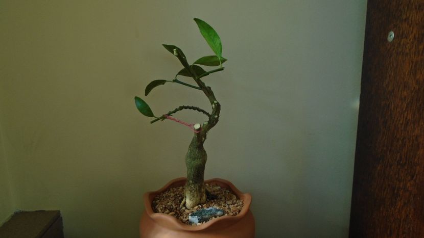 Citrus x floridana (Limequat) - Bonsai si prebonsai 2020-2023