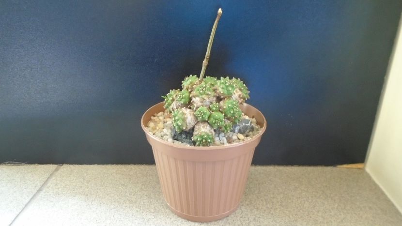 Euphorbia cv. Cocklebur (bupleurifolia x suzannae) - Suculente-Agave-Yucca si Dracaena 2021