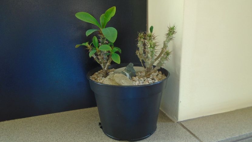 Euphorbia milii flori rosii & Euphorbia milii flori albe - Suculente-Agave-Yucca si Dracaena 2021