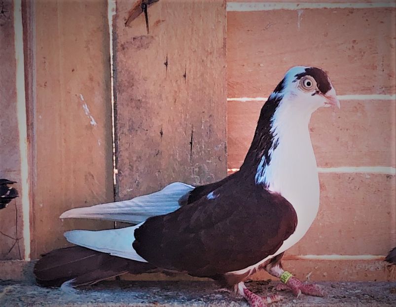 13625  femelă  2017 - Plecați ALBUM 3