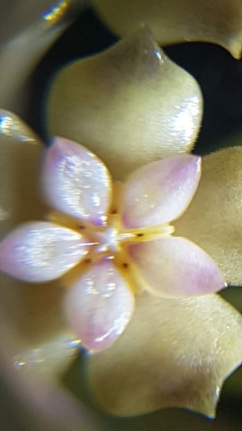  - Sp ap 1156 Mae Sa-ruai