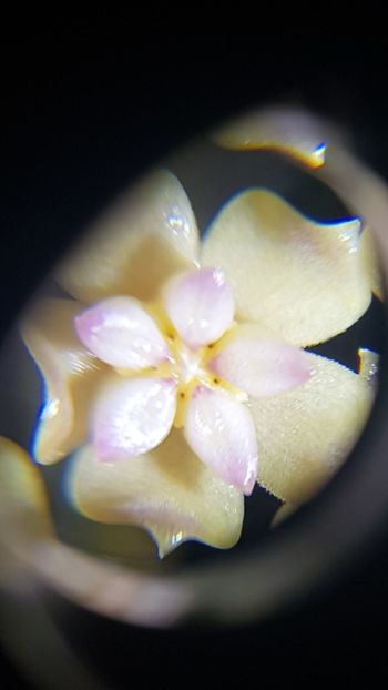  - Sp ap 1156 Mae Sa-ruai