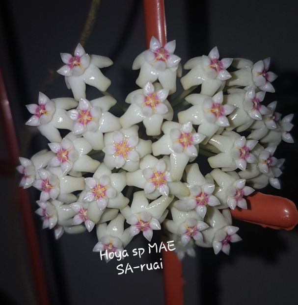  - Sp ap 1156 Mae Sa-ruai