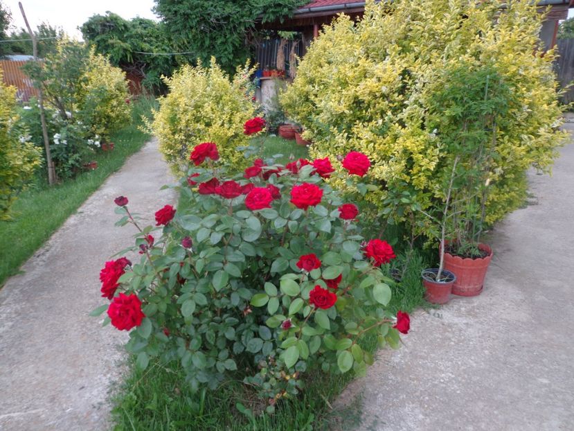  - 0-1 Ligustrum Ovalifolium Variegat Disponibil 2025