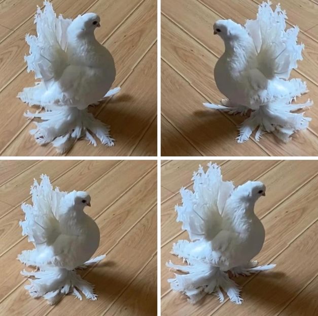  - SIBERIENI si NORCAUCAZIENI