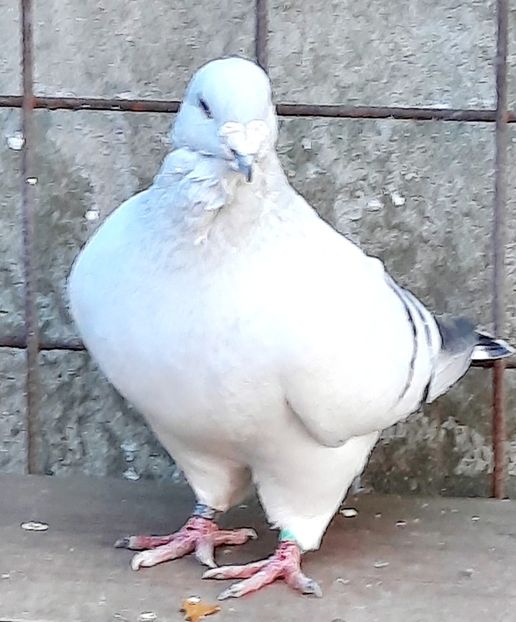  - Voliera