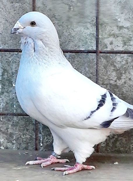  - Voliera