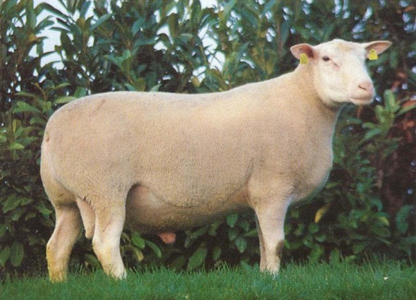 Berrichon du Cher1 - oi Ille de frence -Wakolbinger Josef