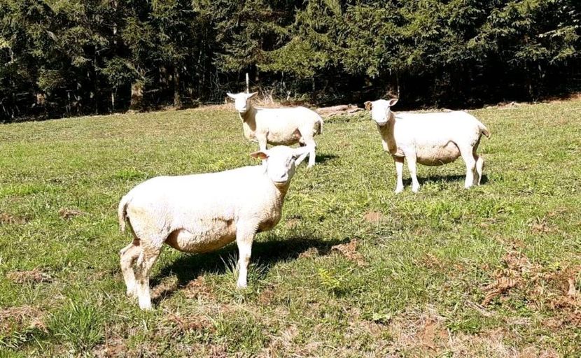 ab1419e2390c45cd38b123d3880d63c0 - oi Ille de frence -Wakolbinger Josef