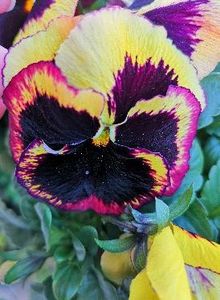 Panseluta bicolora❤️ - 0 0 2022