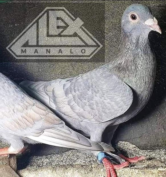  - Nu îmi aparțin 3