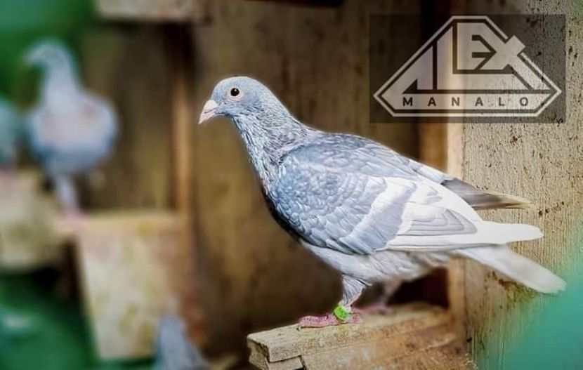  - Nu îmi aparțin 3