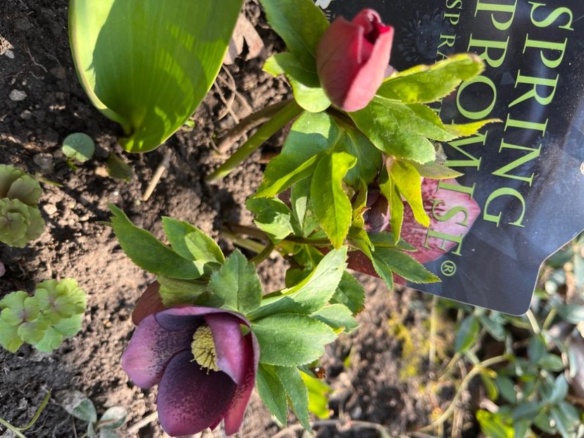 260D3C4D-019C-4F88-AE61-2E1031809308 - Spanz 21 22