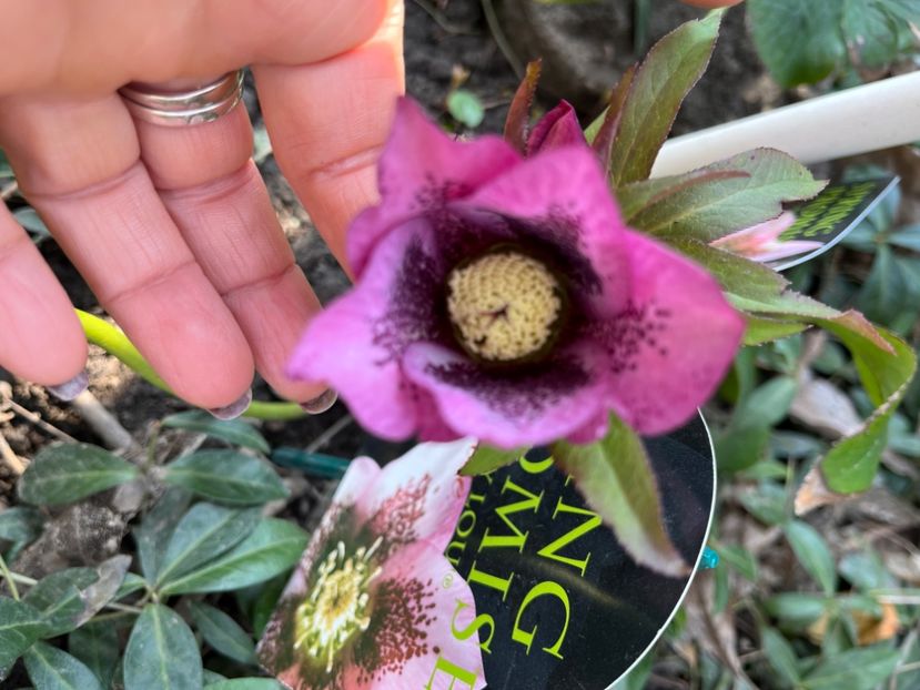 A25D8CCD-8844-4E89-8D0F-EA57103D300B - Spanz 21 22