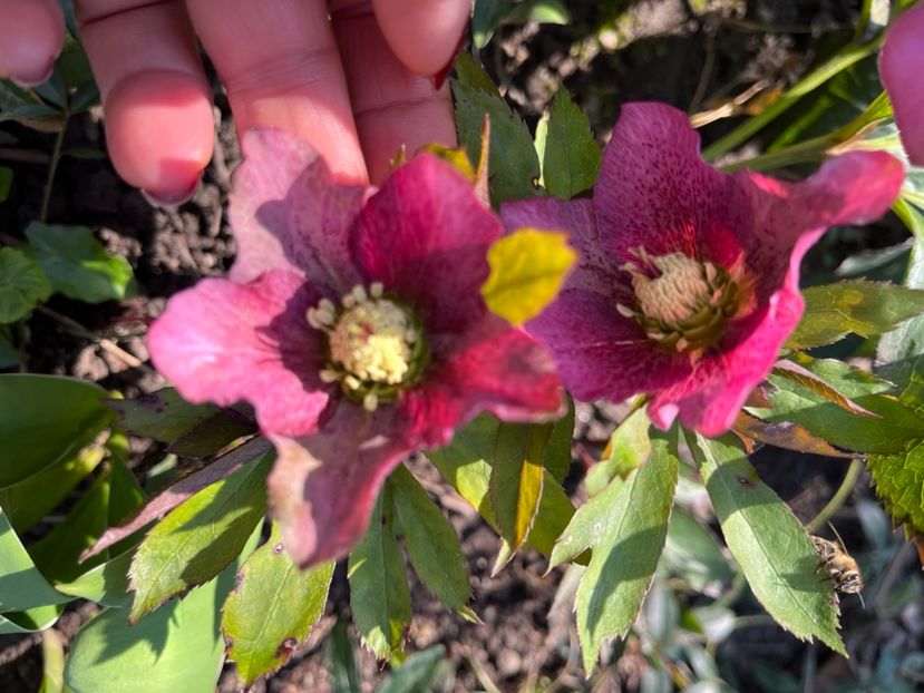 D7339036-48E3-4C5E-9335-D7E51240EE8E - Spanz 21 22