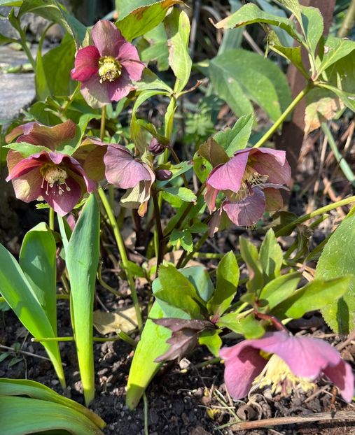 C83C0869-B0A9-4DD1-93DB-901528532A92 - Spanz 21 22