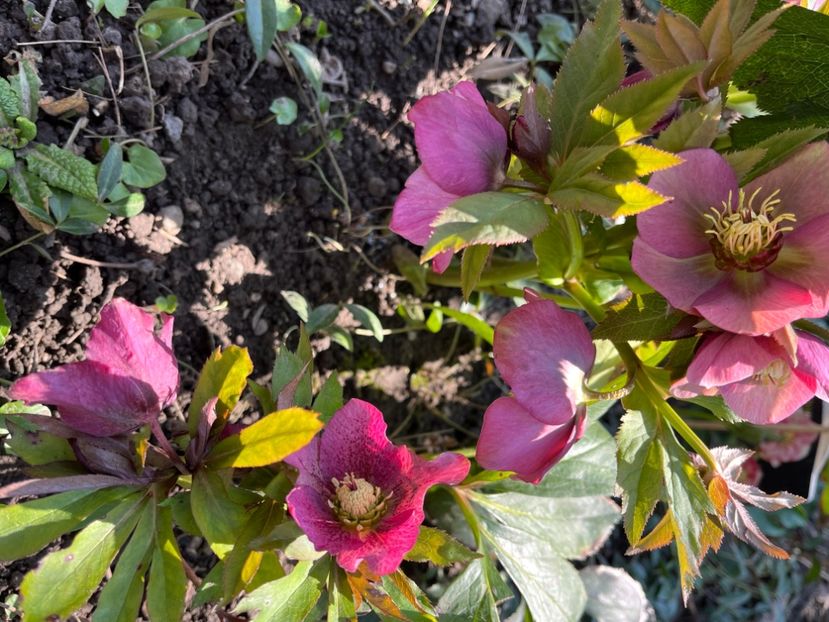 143C611C-1242-402B-BA77-E49CF36DECF3 - Spanz 21 22