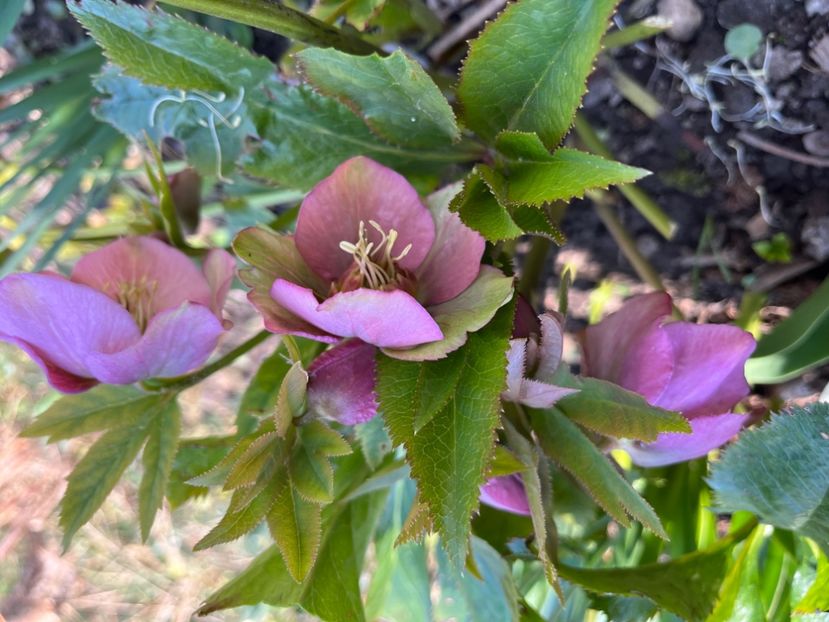 A4D5EEB0-B744-486B-98AD-489221670B7B - Spanz 21 22