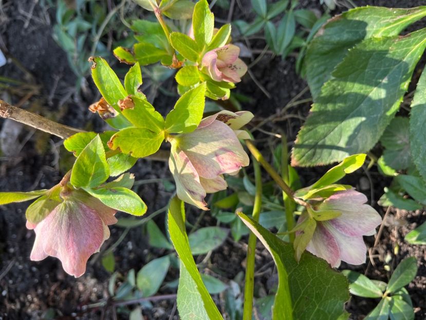 B11A835F-2F7B-4405-8E49-54ECD1F63AEC - Spanz 21 22