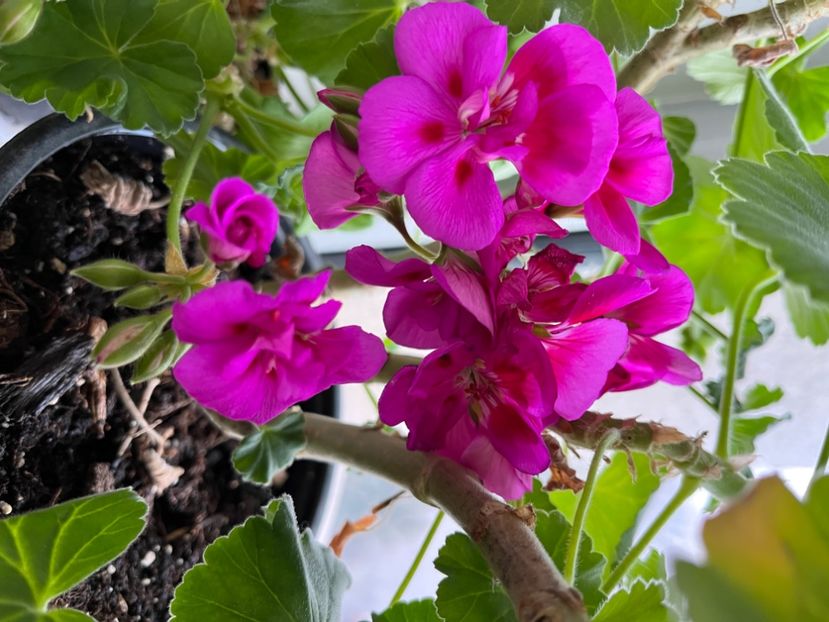 3F15D941-16DE-4B0B-BEA8-A62E4506ABD2 - Muscate 2021 22