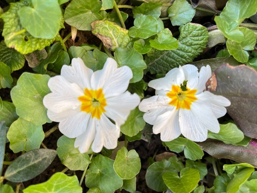 F301C428-0775-41C6-9C72-C49FDA0A05C2 - Primule 21 22 23 24