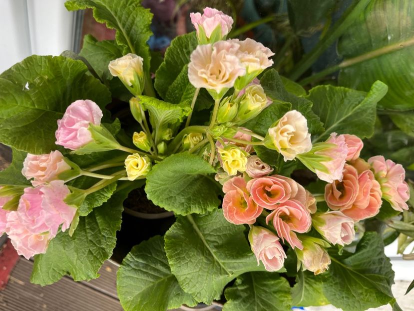 B1657A67-F8F4-42F0-B427-3271BCE04A02 - Primule 21 22 23 24