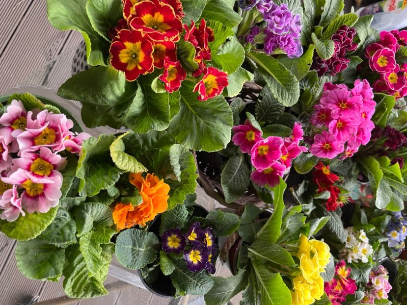 2D8F1B79-C898-49B6-856C-26C535D56579 - Primule 21 22 23 24