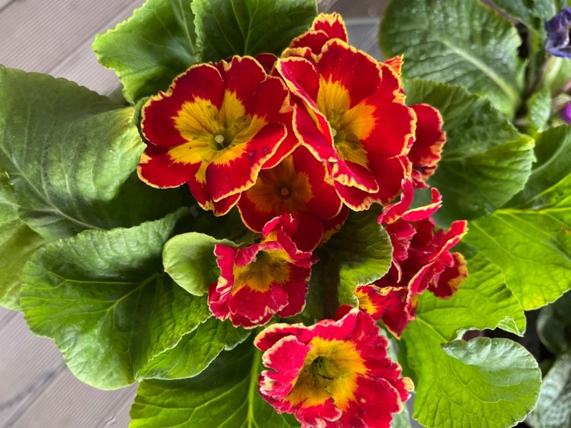 57857634-DBBA-4F31-A577-07E7D2D7A8F0 - Primule 21 22 23 24