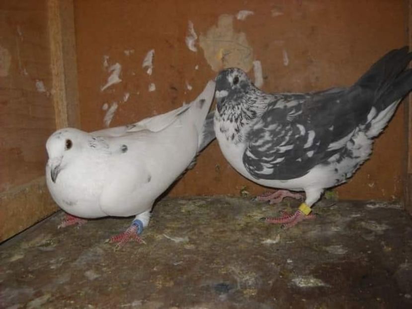  - UNDEVA IN SUCEAVA arhiva