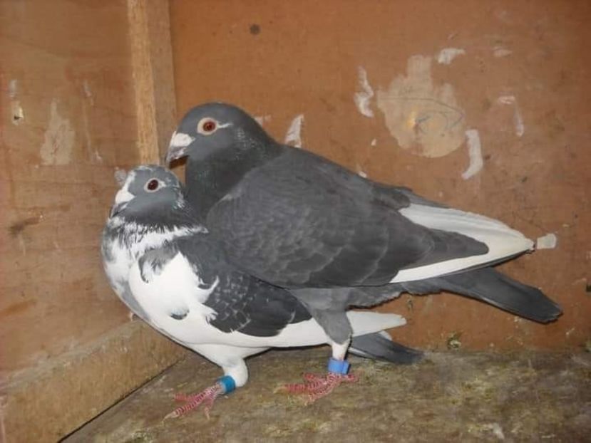  - UNDEVA IN SUCEAVA arhiva