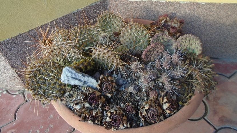 Mini rocarie - Cactusi 2021 bis