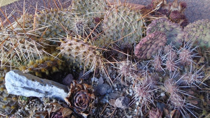 Mini rocarie - Cactusi 2021 bis