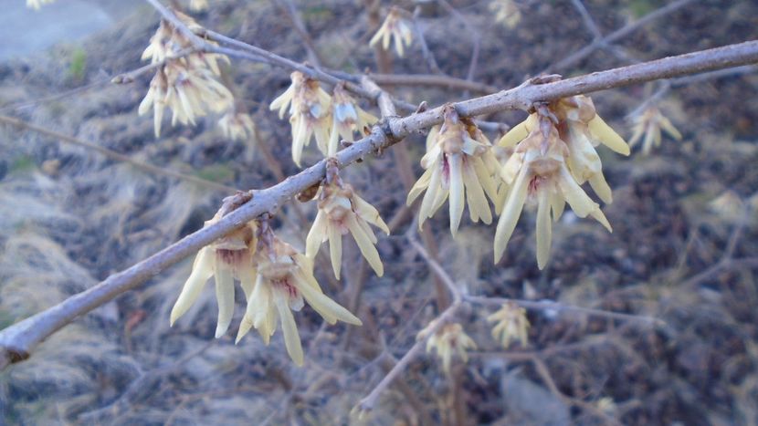 Arbustul zanei (Chimonanthus praecox) - v Iarna 2021-2022-2023