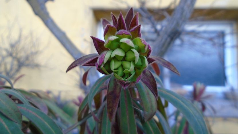 Euphorbia amygdaloides - Flori in plina iarna