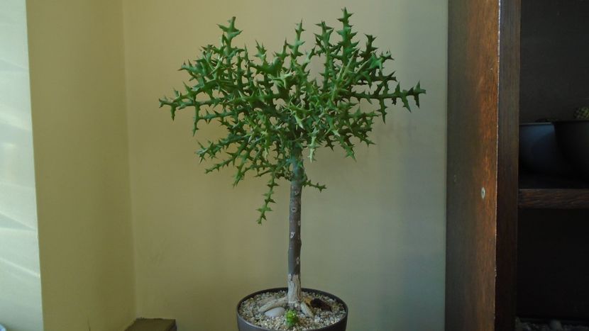 Euphorbia stenoclada - Bonsai si prebonsai 2020-2023