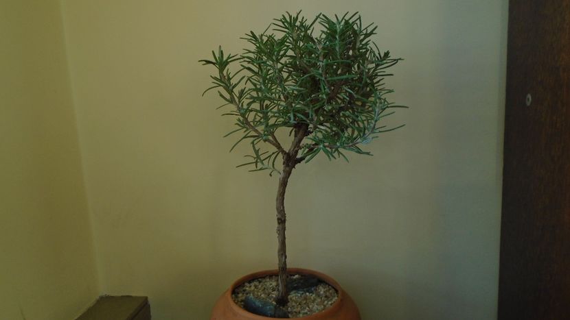 Rosmarinus officinalis (-19C) - Bonsai si prebonsai 2020-2023