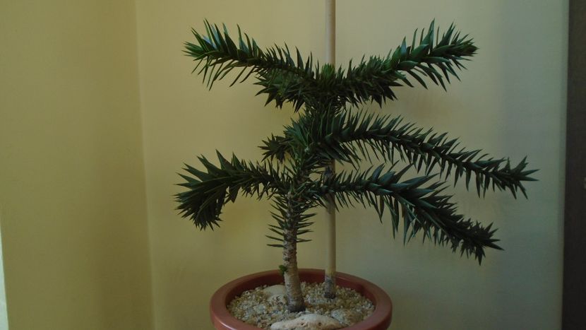 Araucaria araucana - Bonsai si prebonsai 2020-2023