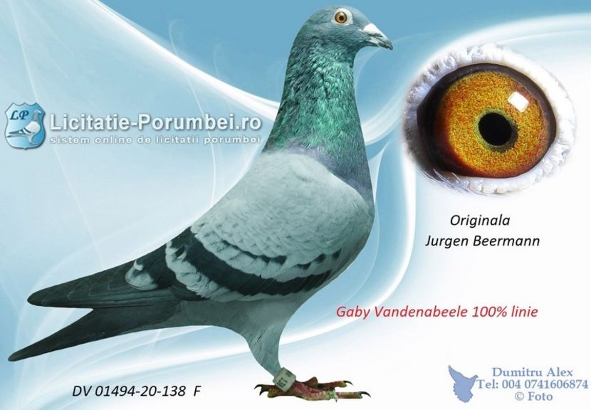  - Willy Cokelaere - Belg-2021