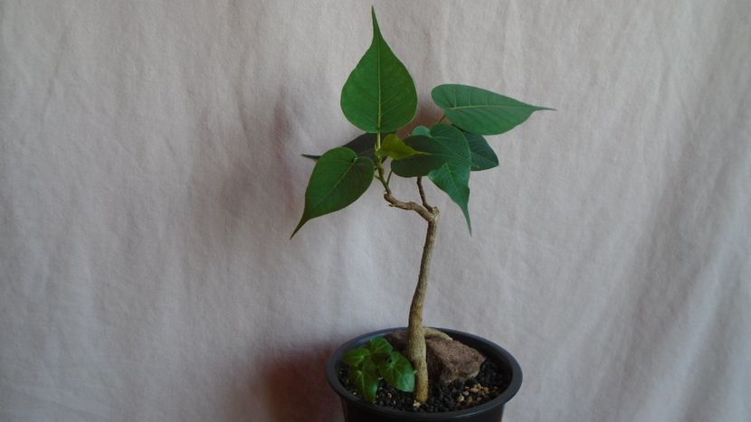 Ficus religiosa - Bonsai si prebonsai 2020-2023