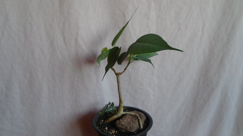 Ficus religiosa - Bonsai si prebonsai 2020-2023