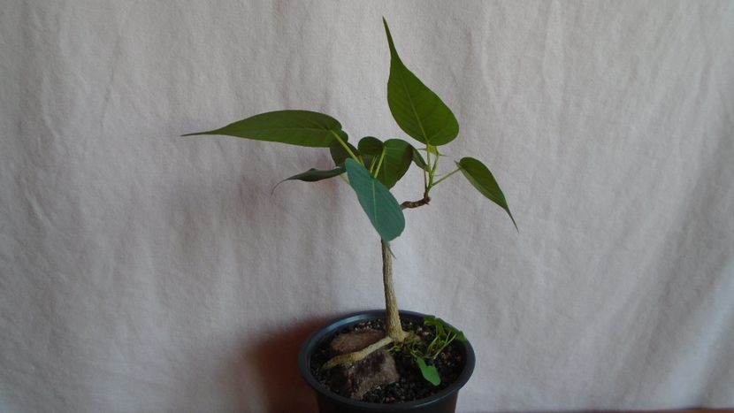 Ficus religiosa - Bonsai si prebonsai 2020-2023