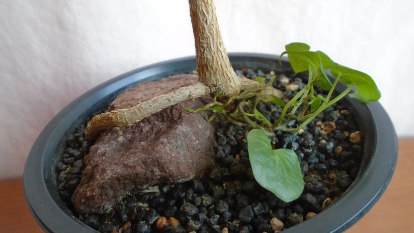 Buruiana simpatica aparuta spontan - Bonsai si prebonsai 2020-2023