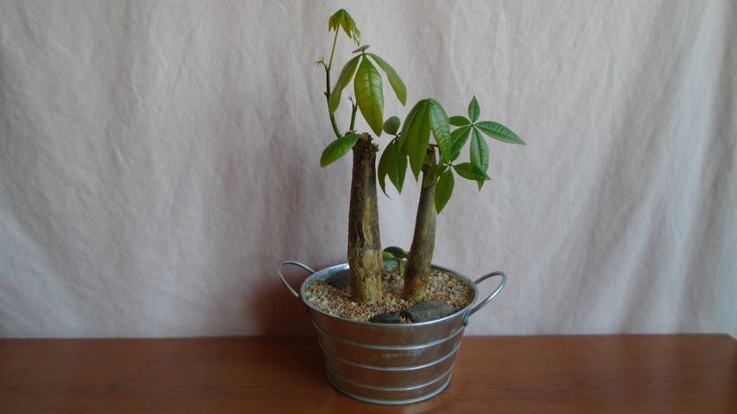 Pachira aquatica (2 ex.) & Peperomia cv. Hope (P. deppeana & P. quadrifolia) - Bonsai si prebonsai 2020-2023