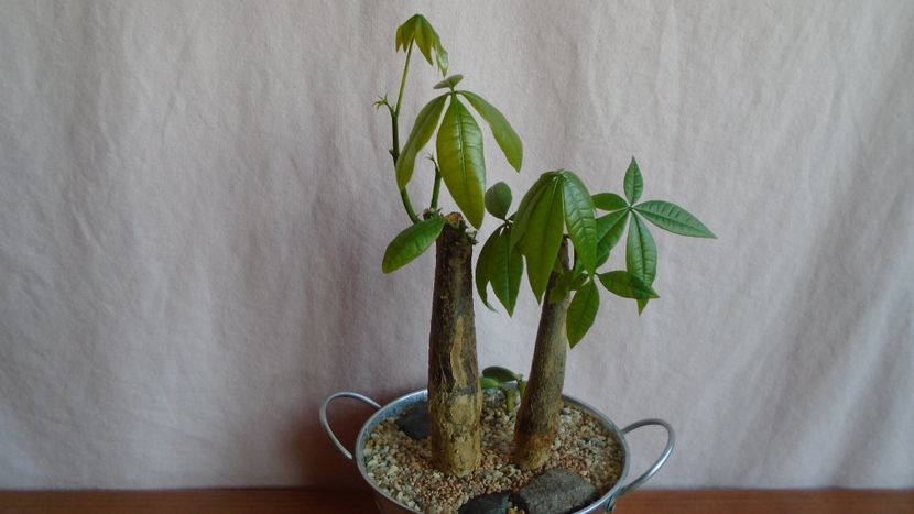 Pachira aquatica (2 ex.) & Peperomia cv. Hope (P. deppeana & P. quadrifolia) - Bonsai si prebonsai 2020-2023