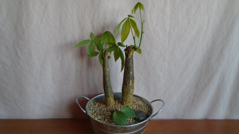 Pachira aquatica (2 ex.) & Peperomia cv. Hope (P. deppeana & P. quadrifolia) - Bonsai si prebonsai 2020-2023